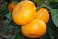 Mandalina Dalında Satıldı Mandalina Dalında Satıldı