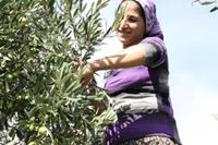 Mersin'de İlk Zeytin Hasadı Yapıldı Mersin'de İlk Zeytin Hasadı Yapıldı