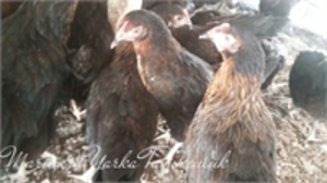 ATAKS YARKA TAVUK SATIŞI