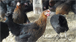 ATAKS YARKA TAVUK SATIŞI