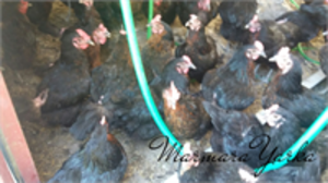 ATAKS YARKA TAVUK SATIŞI