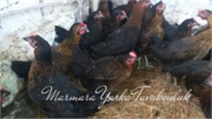 ATAKS YARKA TAVUK SATIŞI