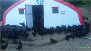 ÇADIR KÜMES KURULUMU