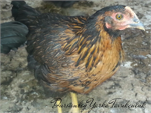 ATAKS YARKA TAVUK SATIŞI