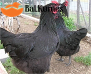 ATAKS YARKA TAVUK SATIŞI