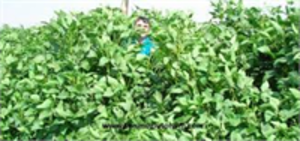 Torunoğlu Tohumculuk Silajlık Soya Tohumu