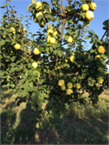 Satılık 15 Dönüm Pamukova Ayvası