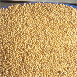 SATILIK YONCA TOHUMU