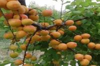 Don zararından korunmak için sulama önerisi Don zararından korunmak için sulama önerisi