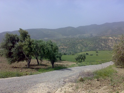 zeytinlikler