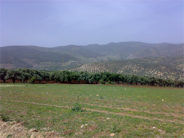 zeytinlikler