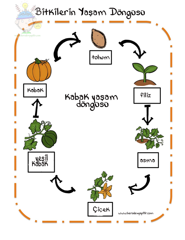 Kabak Yaşam Döngüsü