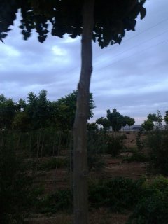 SARIKAYA BOTANİK FİDANCILIK VE PEYZAJ İŞLETMECİLİĞİ