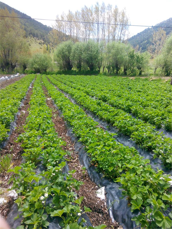 çilek yarışması
