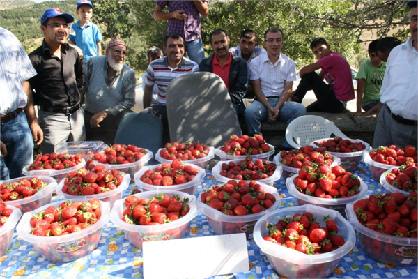 çilek yarışması