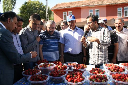 çilek yarışması