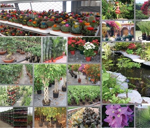 Üretim Seralarımız