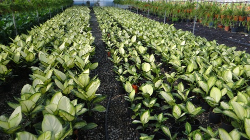 Üretim Seralarımız