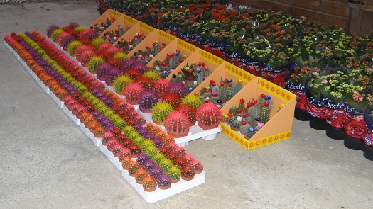 Üretim Seralarımız