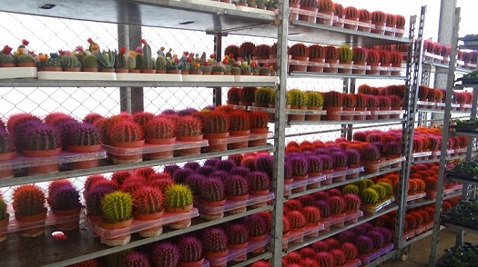 Üretim Seralarımız