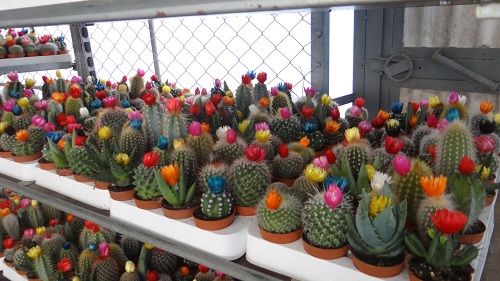 Üretim Seralarımız