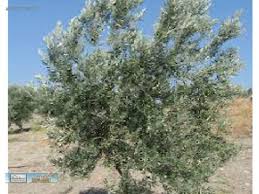 ZEYTİN 1