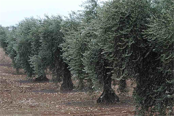 ZEYTİN 2