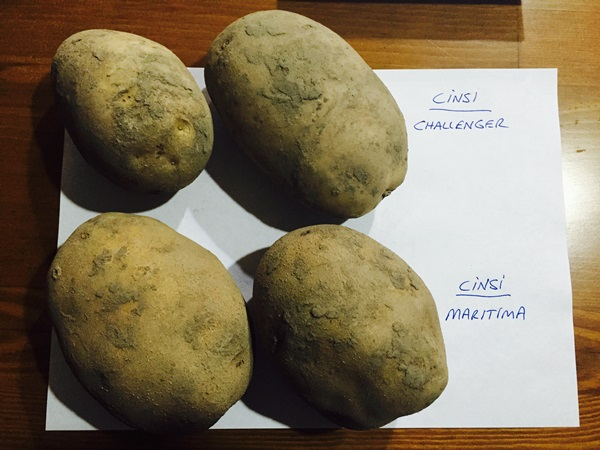 Patates