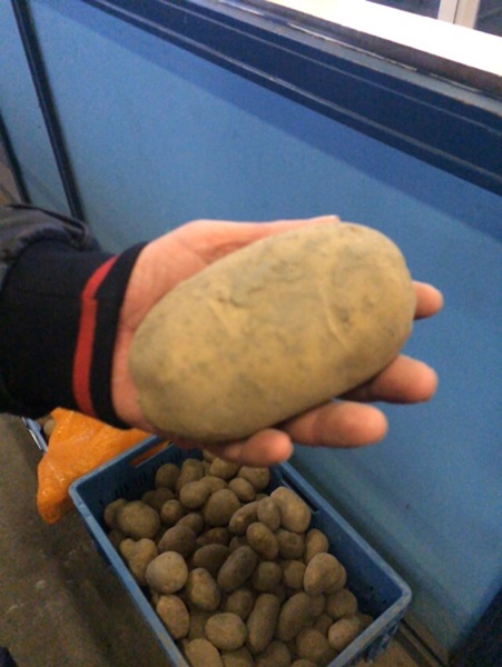 Patates