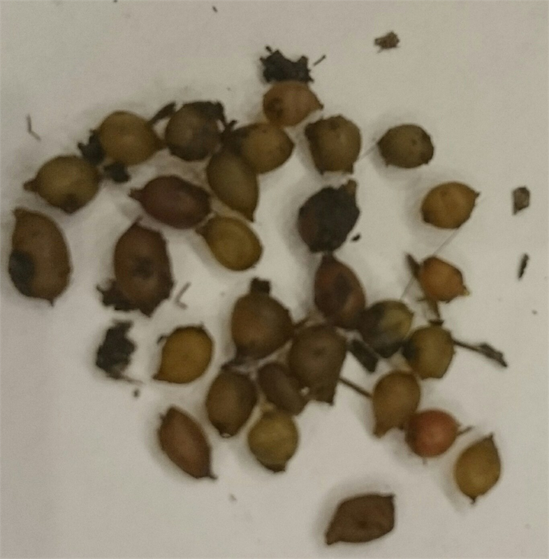 SOLUCAN YUMURTASI(KOKON)