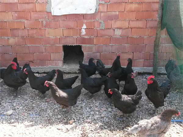 australorp damızlıklar