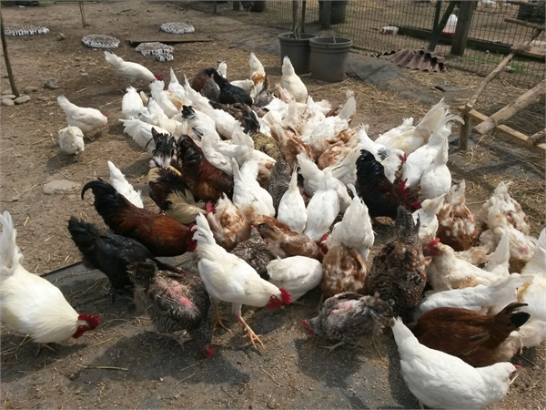 köy tavukları2
