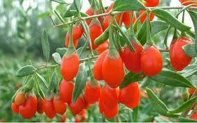 GOJİ BERRY FİDAN 