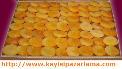 SArı Kayısı