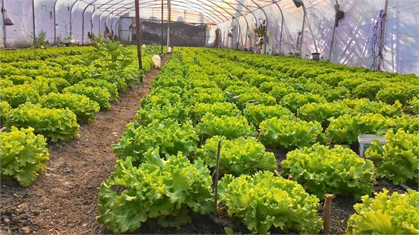 EL EMEĞİ GÖZ NURU MARİTİMALAR