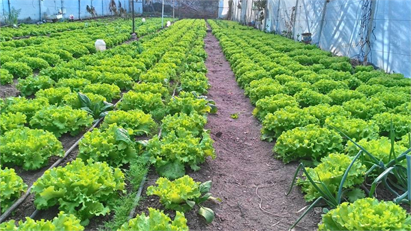 EL EMEĞİ GÖZ NURU MARİTİMALAR