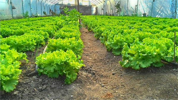 EL EMEĞİ GÖZ NURU MARİTİMALAR