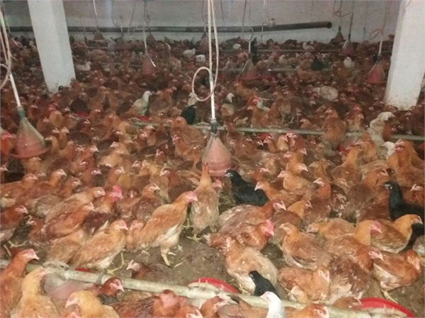 saso et ve yumurta tavuğu