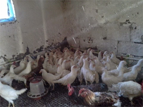 ligorin yumurta tavuğu 