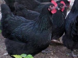 australorp tavuk
