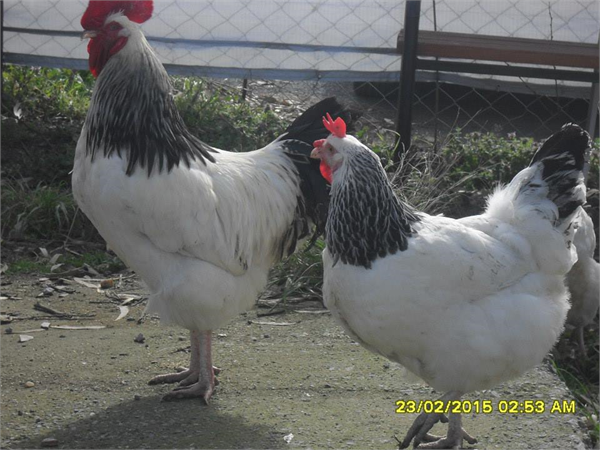 sussex tavuk ve horozu