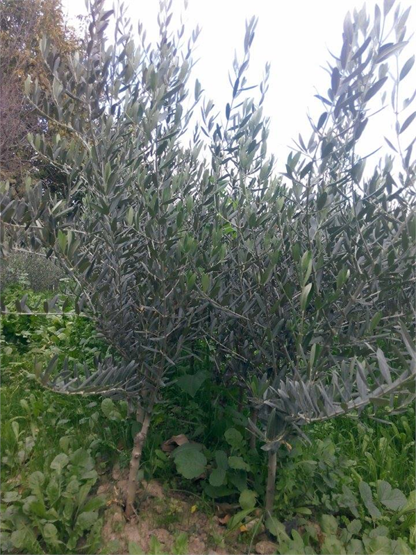 ZEYTİN (gemlik)