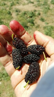 Karadut