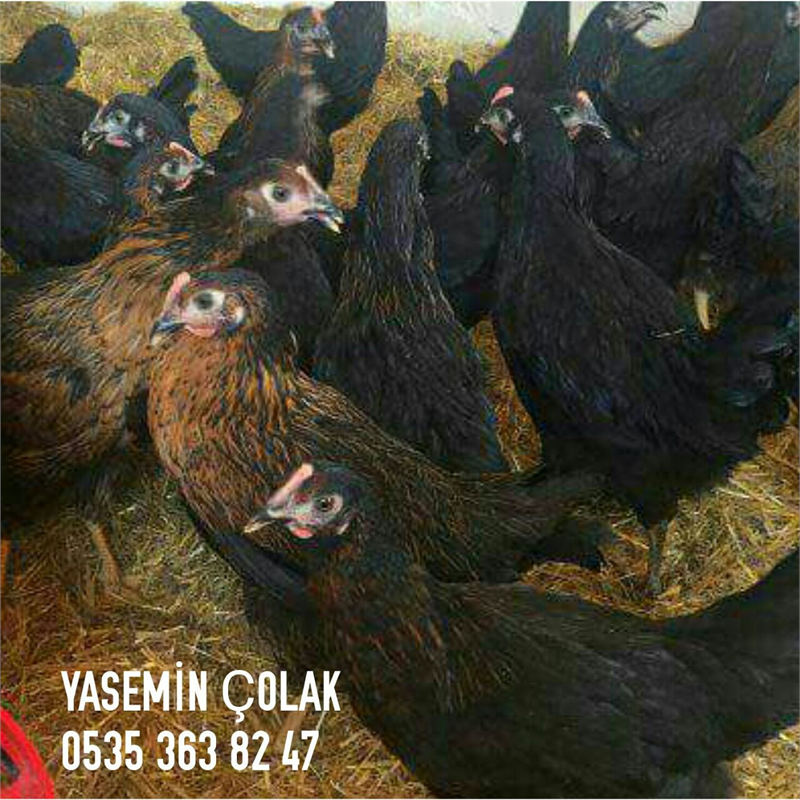 Türkiyenin her yerine yarka sevkiyatımız kendi araçlarımızla yapılmaktadır.. En az satış ademiz 100 ( yüz adettir )  ÜRETİM BİZDEN  1. Sınıf  Yumurtalık Tavuk Tarım kredi kooperatifleri aracılığıyla Türkiye geneli yarka- tavuk satışlarımız devam ediyor 20 GÜNE YUMURTA GARANTİLİ KÜMESLERİMİZİ ZİYARET EDİP ALACAĞINIZ YARKALARI YERİNDE GÖREBİLİRSİNİZ ALACAĞINIZ YARKALARIN CİVCİV GİRİŞ VE ÇIKIŞ GÜNLERİNE DİKKAT EDİNİZ YAPILAN AŞILARINA VE KAN ANALİZLERİNE BAKINIZ.. YARKALARIMIZI ALDIKTAN SONRA YAPMANIZ GEREKENLER AŞAĞIDA BELİRTİLMİŞTİR TAVUK BAKIMI : % 50 Randımana 140-150. Gün ulaşır.. Kümeslerde İdeal ısı 20 C - 24 C arasındadır. 100 - 120 GÜNLÜK    ARASI  SATIŞA SUNULUR TÜRKİYENİN HER YERİNE NAKLİYESİ BİZE AİTTİR. % 5 VERİME ULAŞINCAYA KADAR PİLİÇ GELİRTİRME YEMİ VERİLİR ( 16- 19 HAFTA ARASI YEM ) % 5 VERİME ULAŞTIKTAN SONRA YUMURTA BAŞLANGIÇ YEMİNE GEÇİLİR ( 18- 40 HAFTA ARASI YEM ) SALMA TAVUKÇULUKTA PİLİÇLERİN GELİŞİMİNİ TAMAMLAMASI İÇİN  % 90 VERİME ULAŞINCAYA KADAR KAPALIDA TUTULMASINDA FAYDA VARDIR.. IŞIK  SAATİ  :  PİLİÇLER GELDİKTEN 3 GÜN KÜMESE ALIŞMALARI İÇİN 24 SAAT AYDINLIK 3 GÜNDEN SONRA 16 SAAT AYDINLIK 8 SAAT KARANLIK UYGULAMASINA GEÇİLİR. ORTALAMA 6 TAVUĞA 1 YUMURTA FOLLUĞU DÜŞER.. Metrekarede hayvan sayısı kapalı alanda 7 'yi geçmemeli. YEMLİK SAYISI : 25 TAVUĞA 1 ASKILI YEMLİK 12 KG LIK SULUK SAYISI : 25 TAVUĞA  1 ASKILI SULUK  VEYA 1 METRE NİPEL SULUK HER 45 GÜNDE 1 SUYUNA NEWCASTLE VEBA AŞISI UYGULANIR.. Kümes kurulum , Çadır kümes, Yemlik,Suluk,  Veterinerlik ve danışmalık hizmetleri Kümes numarası olan müşterilerimize firmamız tarafından verilecek evraklar : - SEVK RAPORU - DEZENFEKSİYON BELGESİ - AŞI KARTI - KAN ANALİZLERİ ( Mg ,Ms, Mycoplasma ve Salmonelladan ari'dir kağıdı ) - SEVK İRSALİYESİ - FATURA NOT: KÜMESLERİMİZE GELEREK YERİNDE ALACAĞINIZ MALI GÖREBİLİRSİNİZ DETAYLI BİLGİ İÇİN YETKİLİYİ ARAYINIZ