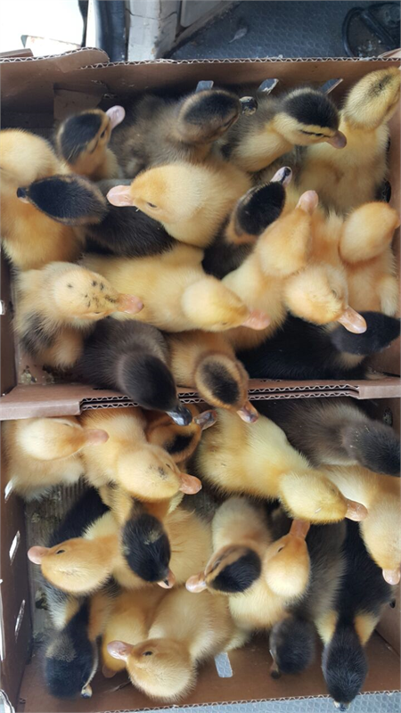 Ördek yavrusu (pekin)