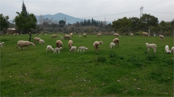 Damızlıklarım