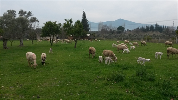 Damızlıklarım