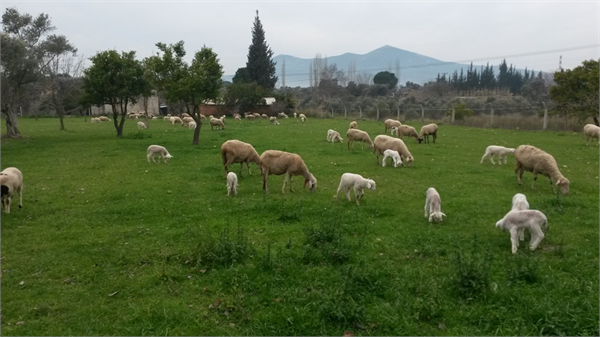Damızlıklarım