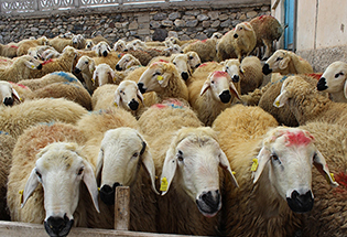 Satılık 150 Adet Kangal Koyunu