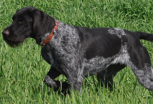 Satılık Bir Tane Dişi Bir Buçuk Aylık Köpek Sinop Gerze